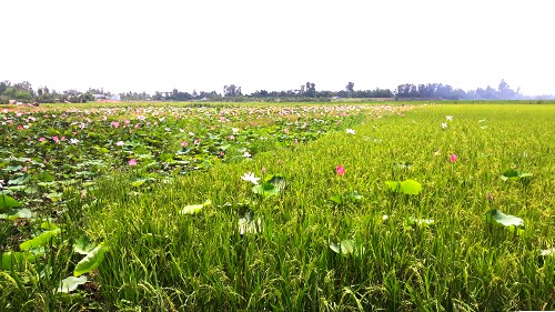 Tiếng nghĩ ra phương pháp trồng luân canh sen - lúa để cải tạo đất, không cần cung cấp thêm bất kỳ chất dinh dưỡng trong suốt vụ canh tác.