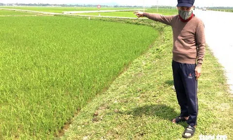 Vụ đất nông nghiệp giá 'cao ngất ngưởng': Chưa xong hạ tầng đã đấu giá