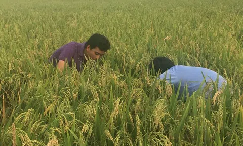 Giá đắt đỏ, cơ hội thay đổi nền nông nghiệp - Kỳ 1: Muốn có lãi, bớt dùng phân, thuốc