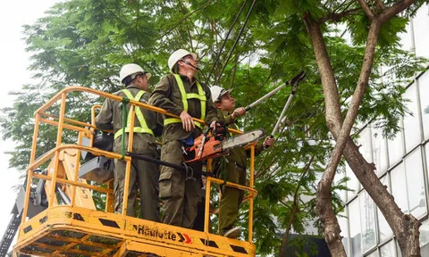 Công ty TNHH MTV Công viên cây xanh Hà Nội làm ăn ra sao?