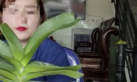 Một cá nhân ở Bình Định livestream mua, bán phong lan 26,5 tỷ đồng