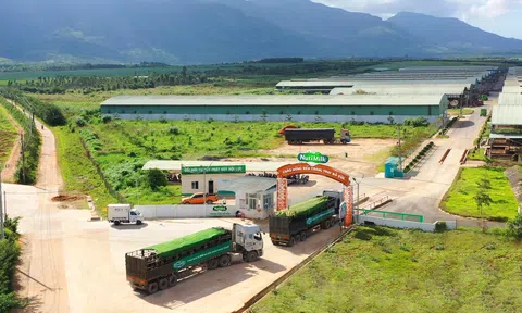 NutiFood nhập 3300 cô bò sữa Holstein Friesian thuần chủng từ Mỹ để tăng tốc sau đại dịch