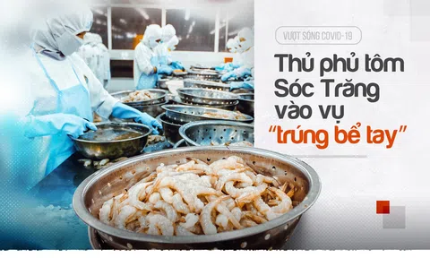 Vượt sóng Covid, thủ phủ tôm Sóc Trăng vào vụ "trúng bể tay"