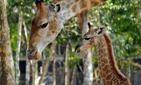 Hé lộ phút chào đời của những “bé” sơ sinh nửa.. tạ tại công viên hoang dã lớn nhất Việt Nam