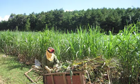 5 quốc gia bị Việt Nam điều tra lẩn tránh thuế sản phẩm đường mía