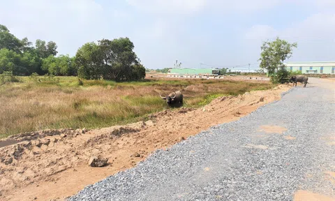 Doanh nghiệp địa ốc ‘còn xác’ nhưng vẫn không được cấp giấy ‘báo tử’