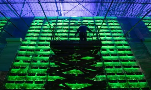 Không ngừng sụt giảm, giá trị vốn hóa tiền mã hóa mất 1 nghìn tỷ USD