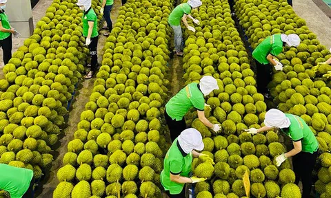 Trung Quốc tăng nhập nông thủy sản Việt, nông nghiệp thu hơn 38 tỉ USD xuất khẩu
