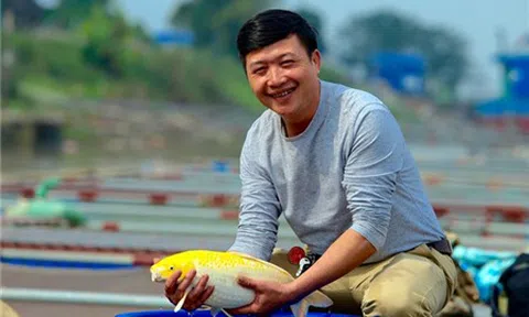 Ông chủ 'Sông Hồng Koi Farm' sản xuất 10 tấn cá cảnh/năm, thu tiền tỷ