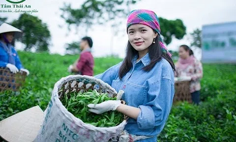 Startup Bích Ngọc và mục tiêu đưa chè sinh thái Việt Nam ra thế giới