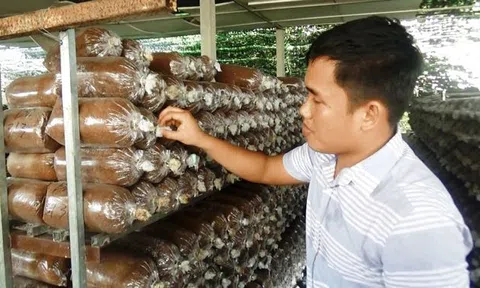 Bỏ du học Nhật, chàng trai 9X theo đuổi ước mơ nấm sạch