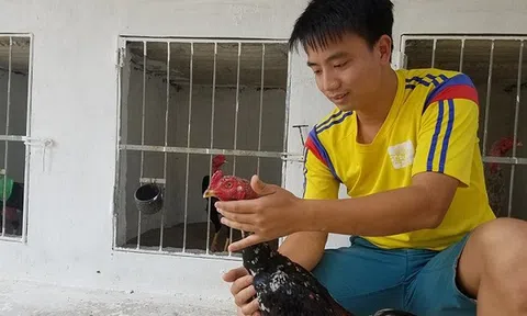 Dược sỹ trẻ về nuôi 'thần kê', lãi 40 – 50 triệu đồng/tháng