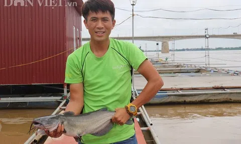 'Gã khùng' bỏ 'chức' Thanh tra về quê nuôi cá lăng sông, lãi 300 triệu đồng