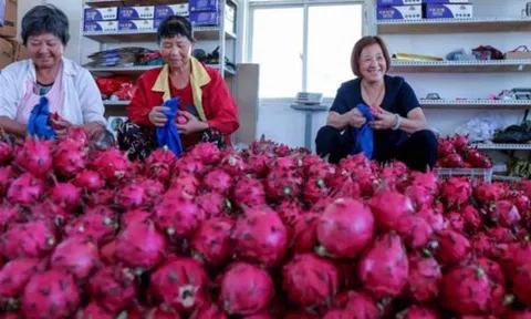 Trung Quốc thu hoạch rộ thanh long, trái 'rồng' Việt đi đâu về đâu?