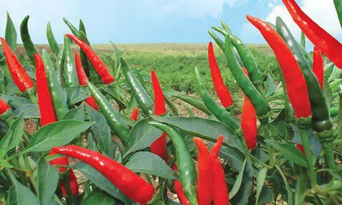 Thu về hàng trăm tỷ đồng từ bán ớt, HAGL Agrico hoàn thành hơn nửa chỉ tiêu lợi nhuận năm 2018 sau 6 tháng