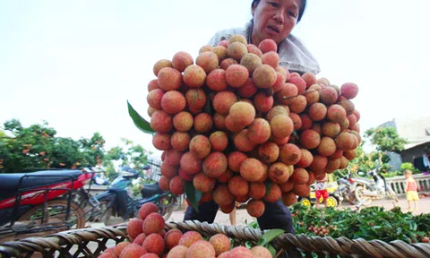 Gần 11.000 tấn vải thiều Bắc Giang xuất ngoại bằng máy bay