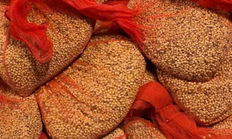 Nông dân Brazil đổ xô trồng đậu tương bán cho Trung Quốc