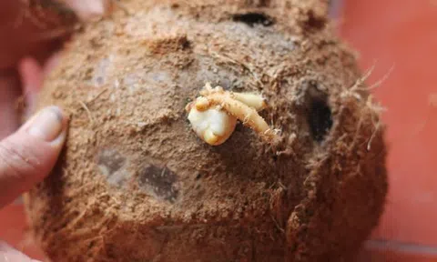 Mộng dừa là gì mà tận 300k/kg, muốn mua cũng không hề dễ?