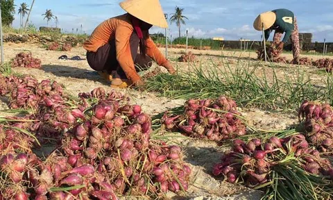 Quảng Ngãi: 'Đau tím ruột' vì mất tiền tỷ vụ hành tím
