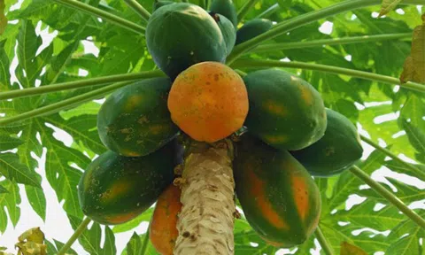 Trồng 2.500 cây đu đủ tiêu chuẩn sạch, lãi 500 triệu đồng/năm