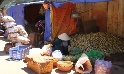 ĐIỀU TRA: Nông sản Trung Quốc nhái - nỗi đau của nông dân Đà Lạt