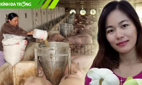 Nông dân bị bỏ lại phía sau khi... giá lợn tăng
