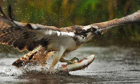 Đây là 5 thương vụ M&A cao giá nhất Việt Nam trong 10 năm qua, số 1 còn đứng trên cả thương vụ Heineken thâu tóm Tiger