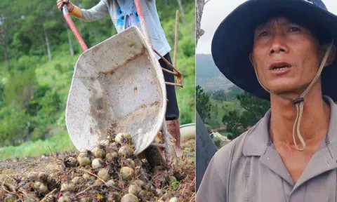 Nông dân khốn khổ vì nông sản Trung Quốc nhái hàng Đà Lạt: "3 tháng trồng khoai không bán được đồng nào, chỉ biết khóc..."