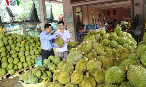 Nhiều đảng viên thành tỉ phú nhờ mô hình trồng sầu riêng ở Tiền Giang