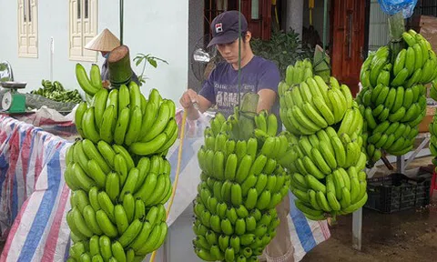 Chuối Laba đi Nhật Bản