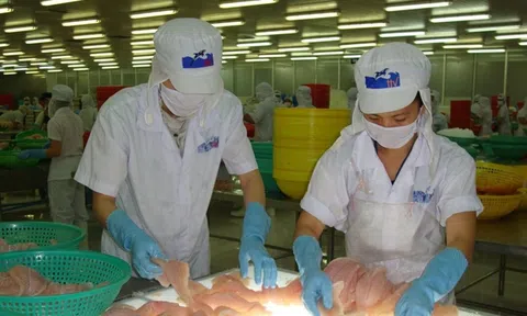 Tiền về với "vua cá" Dương Ngọc Minh