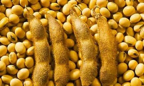 Khủng hoảng đậu nành