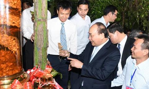 Sâm Ngọc Linh hướng tới mục tiêu tỷ đô