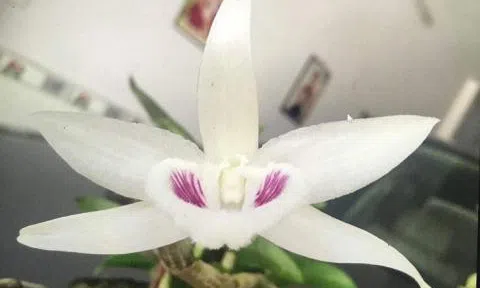 Giò lan 7 tỷ đồng: Chiêu thổi giá hay sự đam mê?