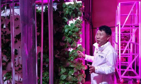 Hàn Quốc biến hầm đường bộ bỏ hoang thành trang trại rau sạch lớn nhất thế giới, tham vọng hồi sinh nền nông nghiệp