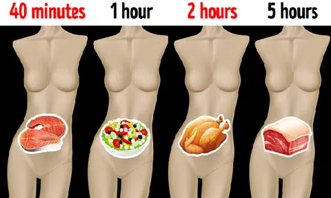 Mất bao lâu thức ăn được tiêu hóa hết: Điều quan trọng ai cũng cần biết để cân bằng chế độ ăn, không khiến dạ dày bị quá tải
