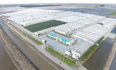 Công ty tôm giống số 1 Việt Nam nhận đầu tư 33 triệu USD