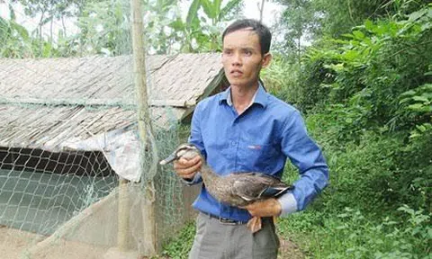 Giảng viên đại học bỏ về quê nuôi thỏ kiếm lãi 3 tỷ/năm