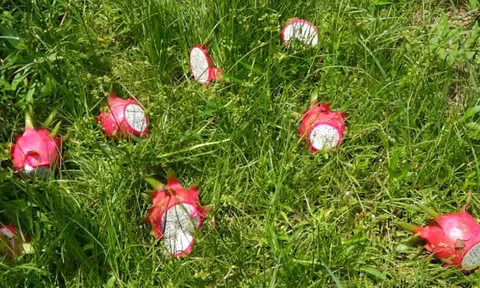 Trung Quốc ngưng mua, thanh long Bình Thuận rớt giá, còn 1.000 đồng/kg