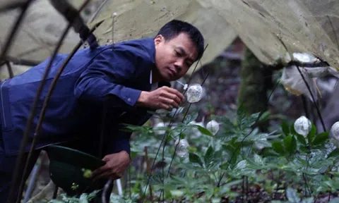 Chuyện li kì chưa kể về cuộc giải cứu 'quốc bảo' sâm Ngọc Linh khỏi họa tuyệt chủng