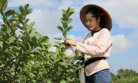 Hot girl 9X Đồng Tháp về quê trồng ổi Mỹ, mỗi năm bán 90 tấn trái