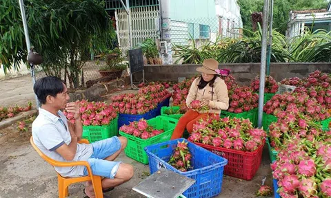 Giá thanh long rẻ như cho, đâu là nguyên nhân?