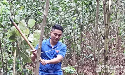 Tốt nghiệp loại giỏi, cử nhân sư phạm về xứ núi trồng rừng, phát triển chăn nuôi