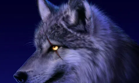 Có tâm lý kẻ mạnh như loài Sói: Bạn đã thắng 90% trận chiến cuộc đời