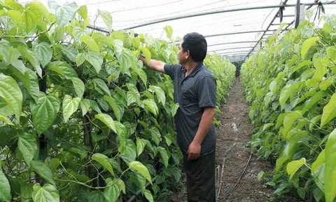 Mỗi sáng thức giấc hái trầu: Vợ chồng thu đều 400 triệu đồng