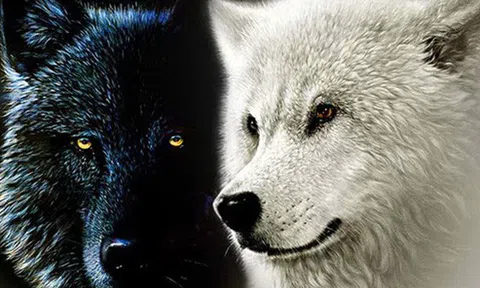 Có hai con Sói đối nghịch, chỉ trực chờ đánh nhau trong tâm bạn: Kiểm soát tốt, nhu - cương hài hòa, đã thắng 90% trong trận chiến cuộc đời