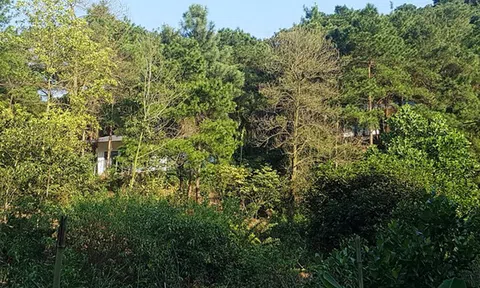 'Xẻ thịt' đất rừng Sóc Sơn: Lộ danh tính chủ nhân công trình vi phạm