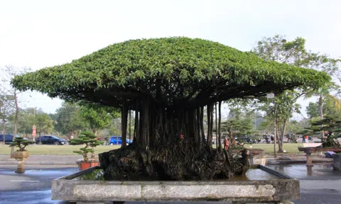 Tuyệt phẩm sanh cổ 'Nhất tọa kinh thiên': Trả 11 tỷ, chủ vẫn lắc đầu