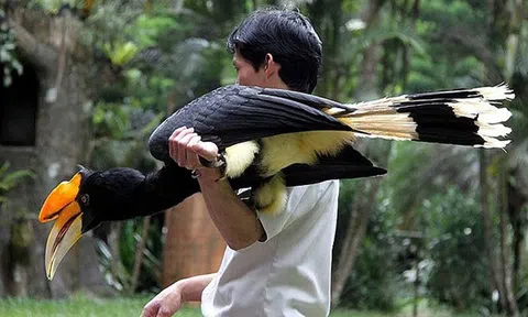 Vẻ đẹp huyền hoặc của loài chim quý có tên Phượng Hoàng Đất ở Tràng An