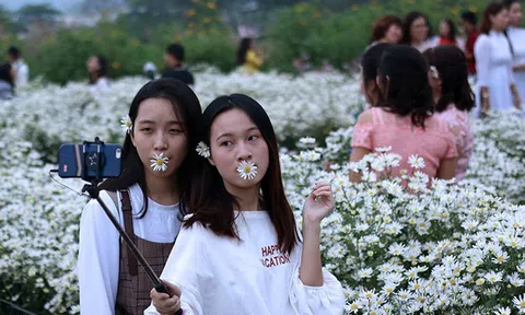 Vườn cúc họa mi 'thất thủ' vì quý cô Hà thành làm điều này